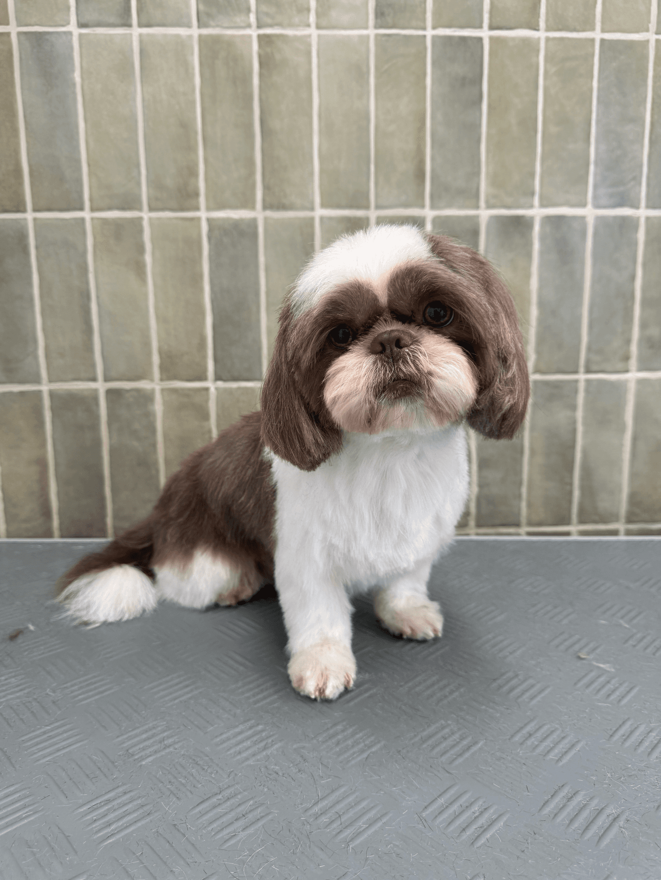 Petit Shih Tzu brun et blanc fraîchement toiletté assis devant un mur de carreaux verts.