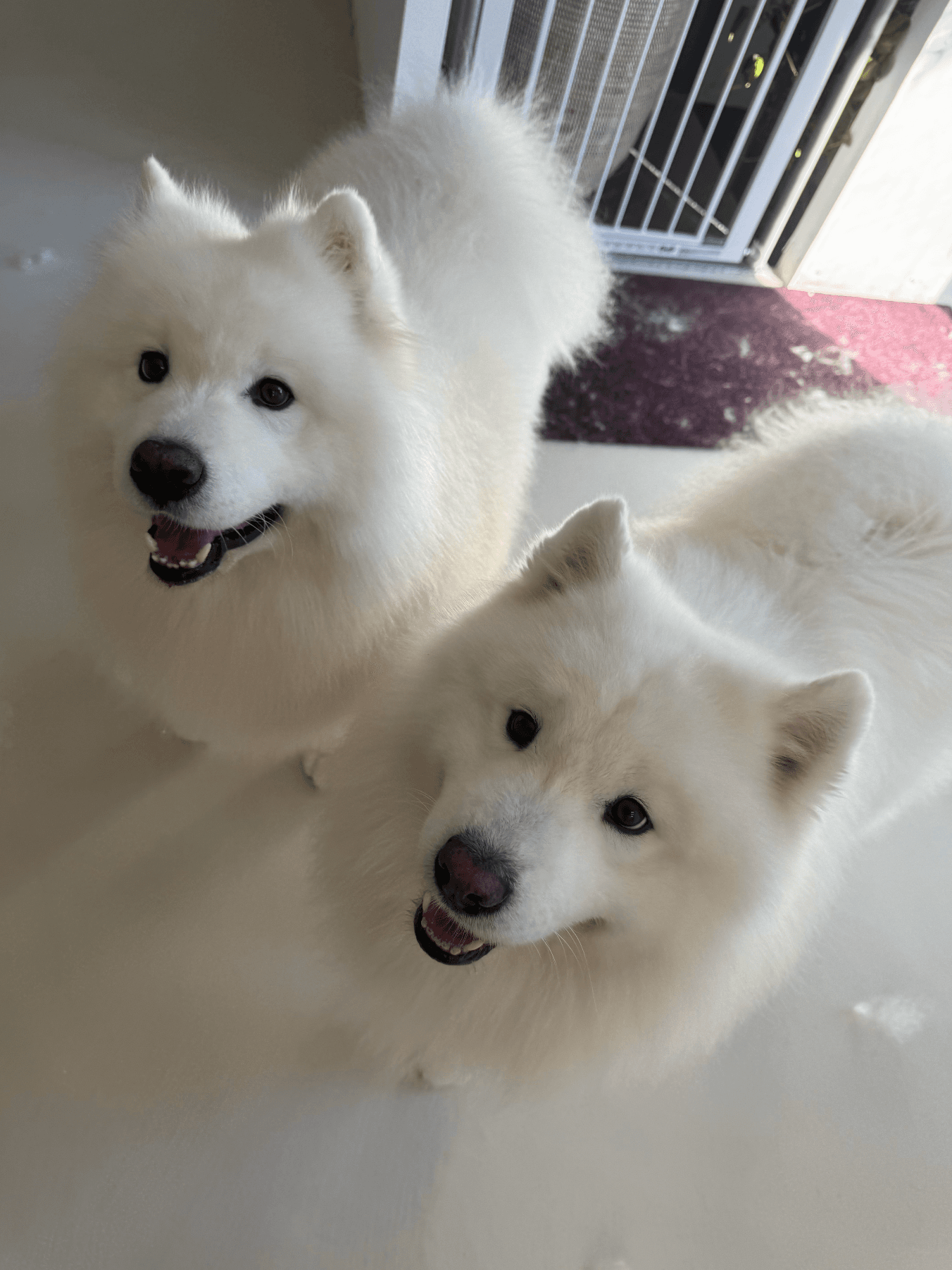 Deux chiens Samoyèdes blancs et duveteux regardent vers le haut avec des expressions joyeuses.
