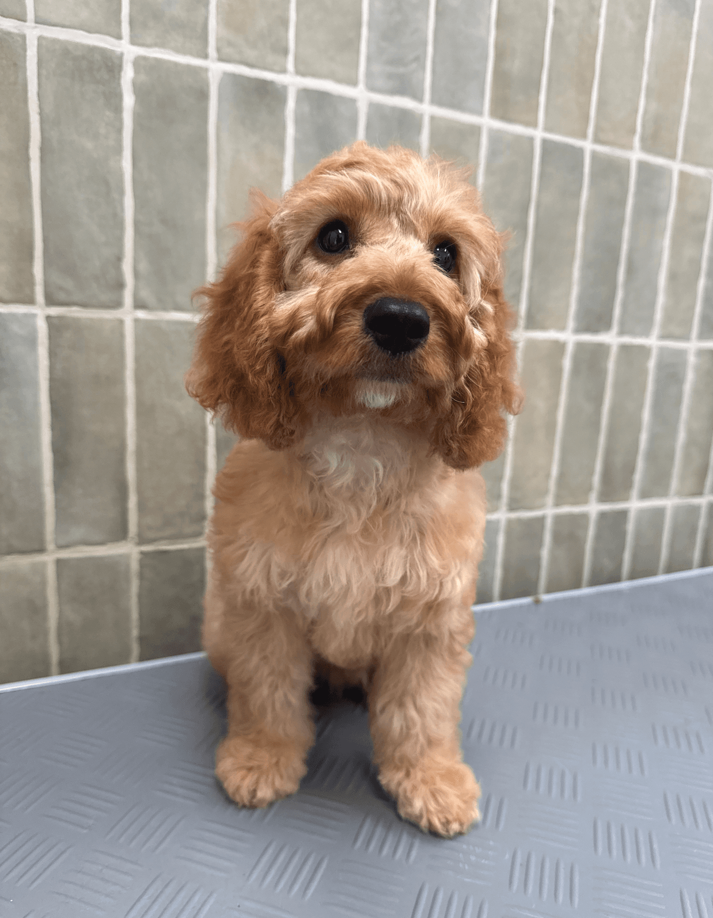 Un chiot duveteux de couleur abricot assis sur une surface grise devant un mur carrelé.