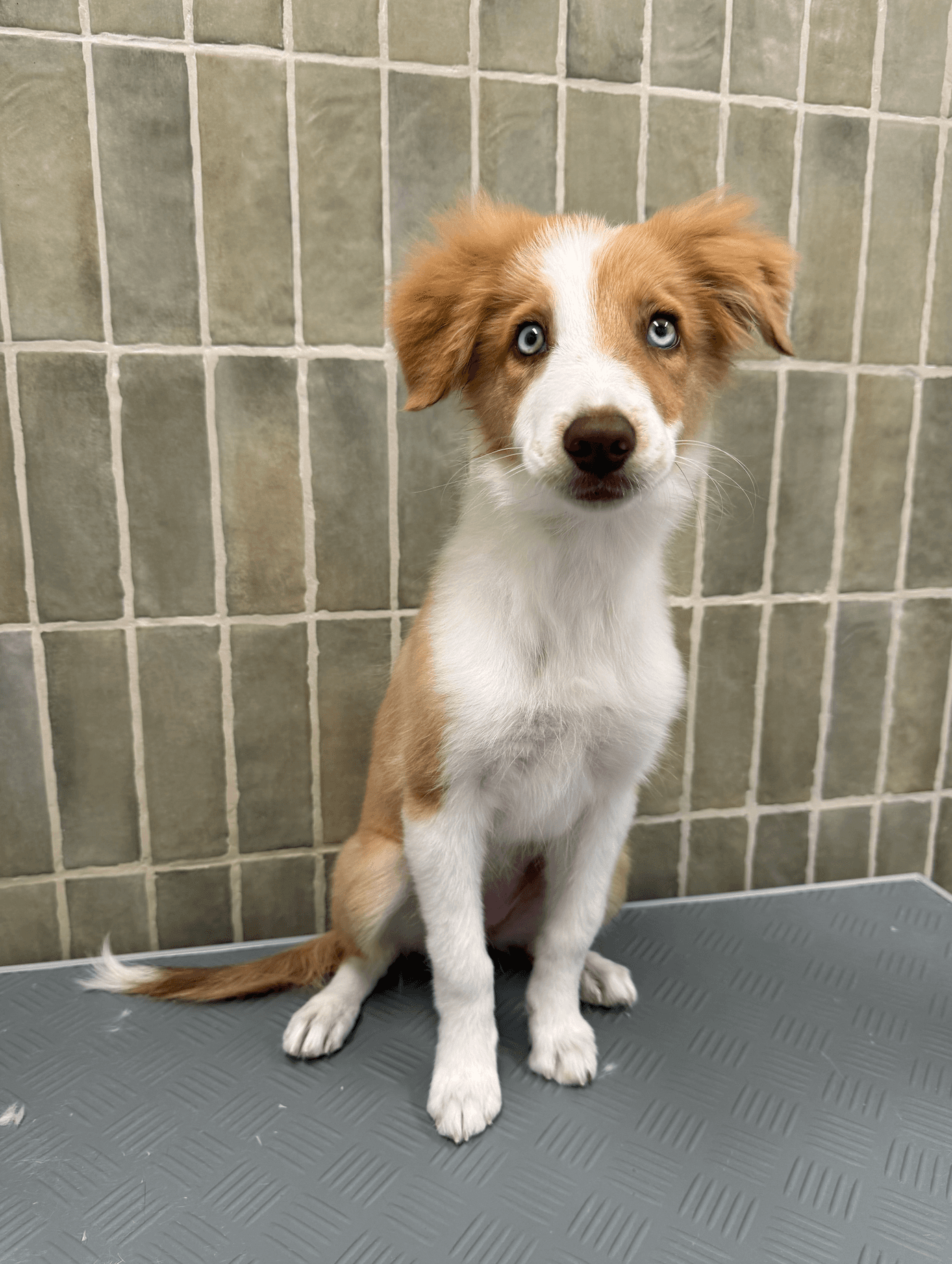 Chiot roux et blanc aux yeux bleus clairs assis sur une table de toilettage.