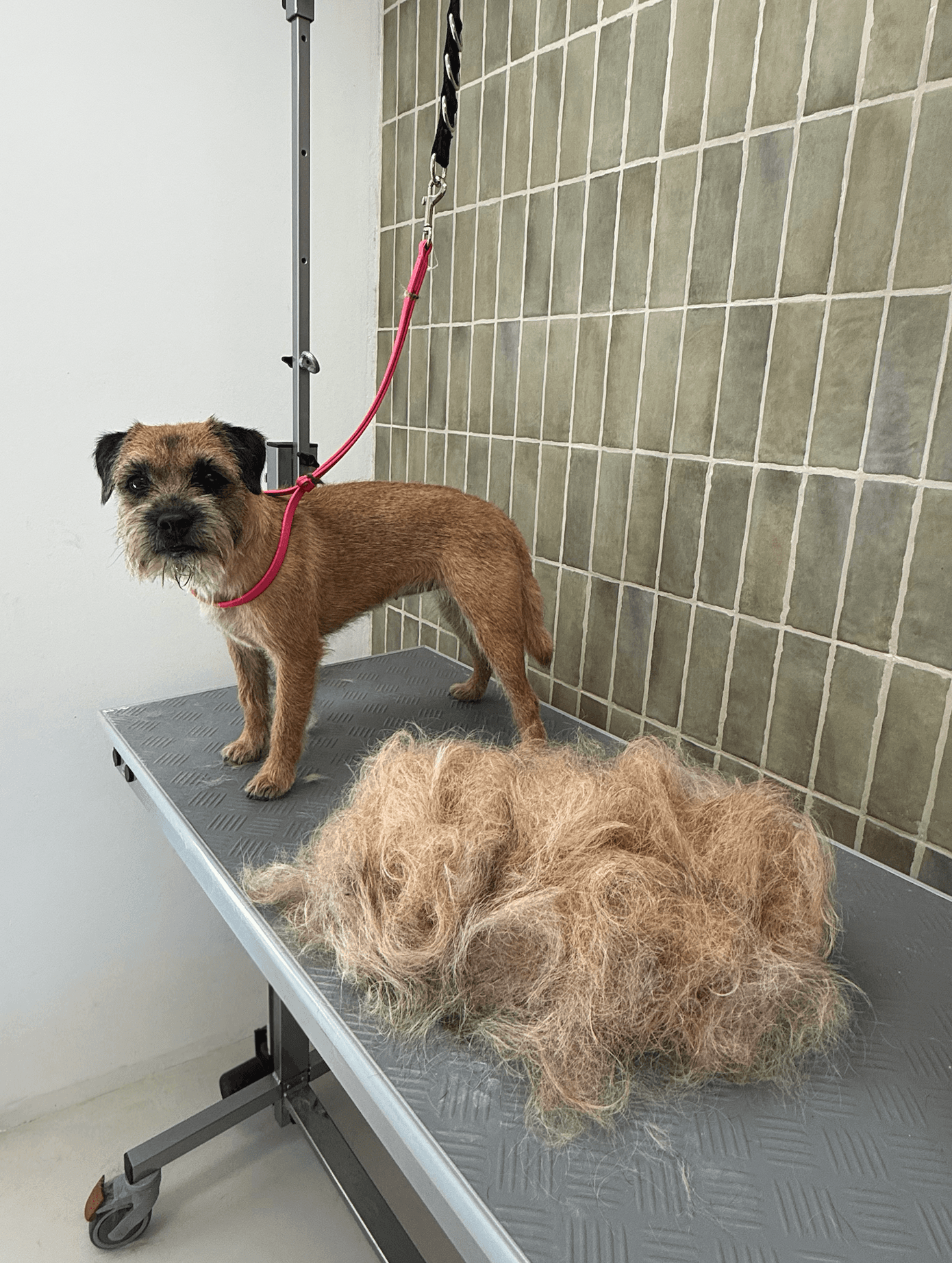 Border Terrier sur une table de toilettage à côté d'un grand tas de poils.