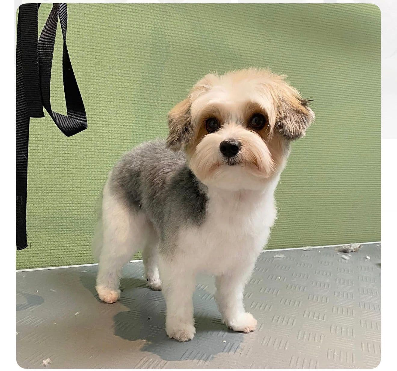 Caniche nain après coupe spécialisée