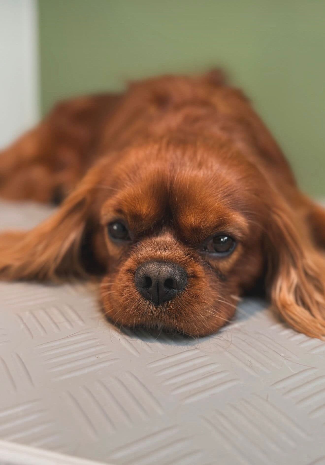 Cavalier King Charles Spaniel rubis couché, tête posée au sol, regardant calmement la caméra.