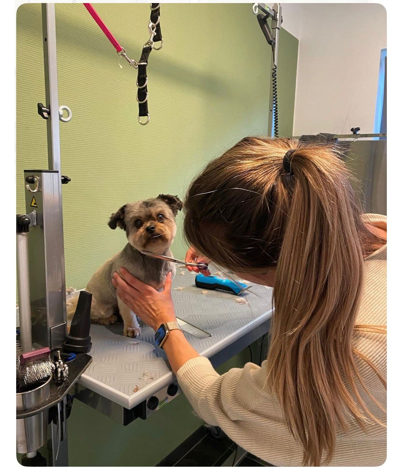 Une femme toilette un petit chien avec des ciseaux sur une table de toilettage.