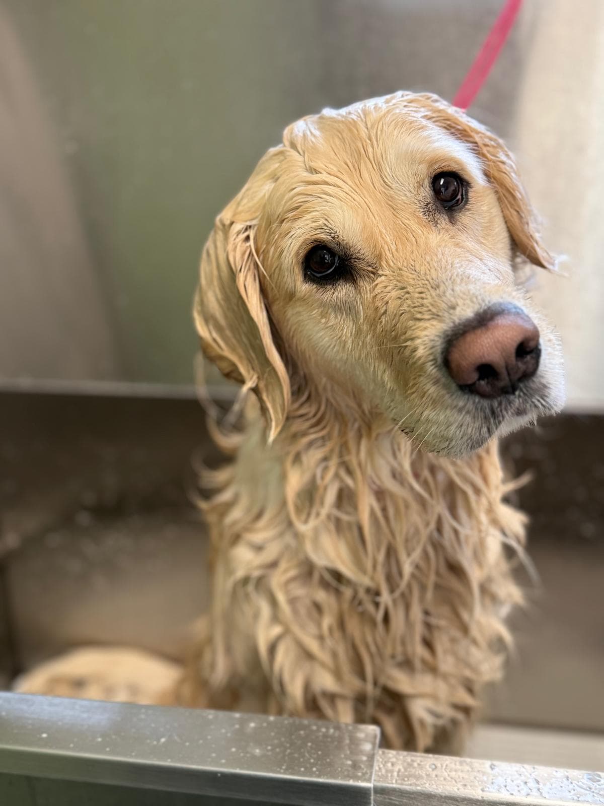 Golden retriever mouillé avec la tête penchée, attendant patiemment dans une baignoire de toilettage.