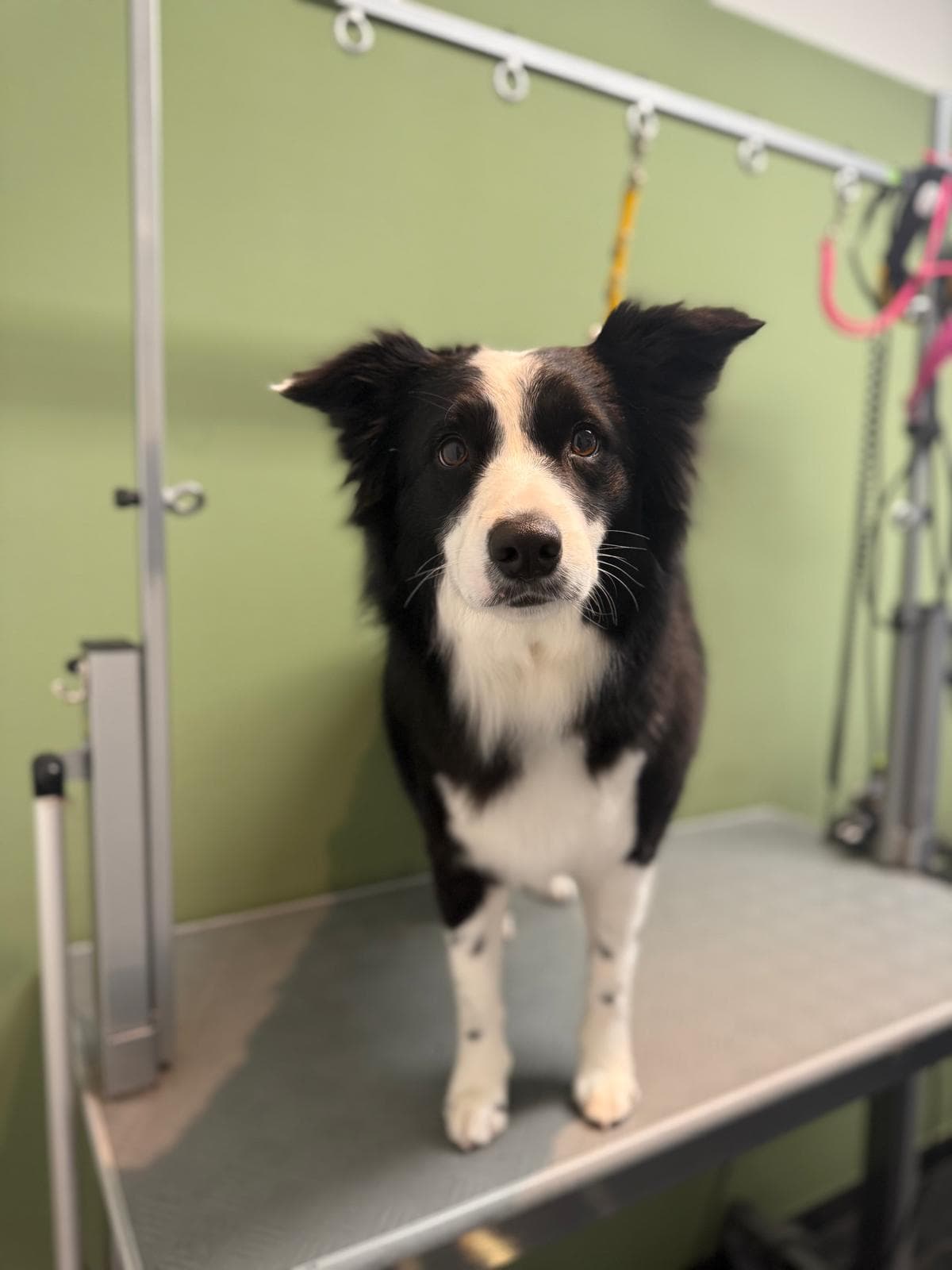 Chien mixte après toilettage à Studio Fluff