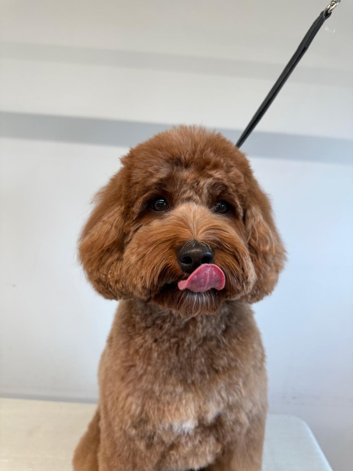 Chien brun bouclé léchant son museau avec sa langue rose devant un mur blanc.