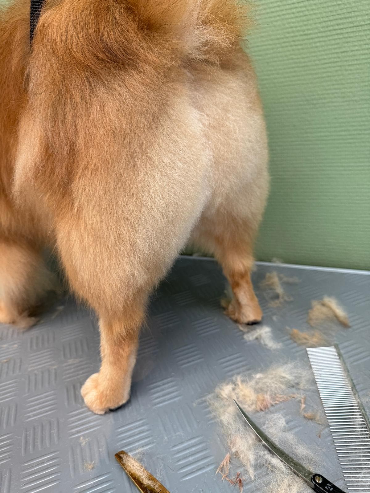 Arrière-train d'un chien orange duveteux fraîchement tondu sur une table de toilettage avec des ciseaux.