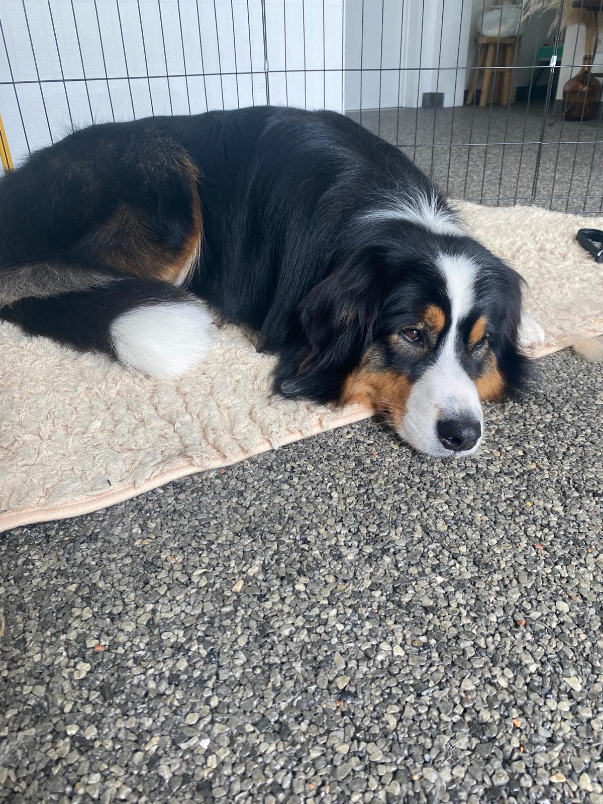 Chien tricolore couché sur un tapis beige, tête posée sur un sol en gravier.