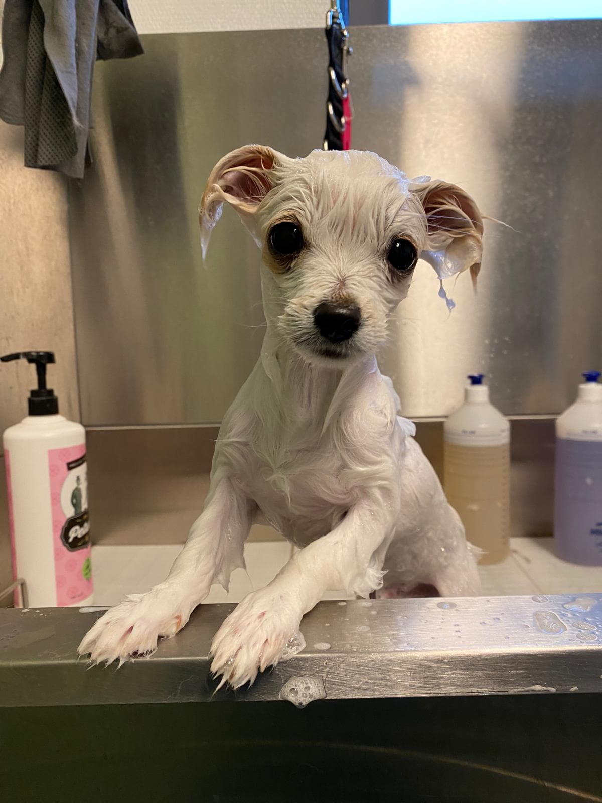 Petit chien blanc mouillé debout dans une baignoire de toilettage en métal argenté.