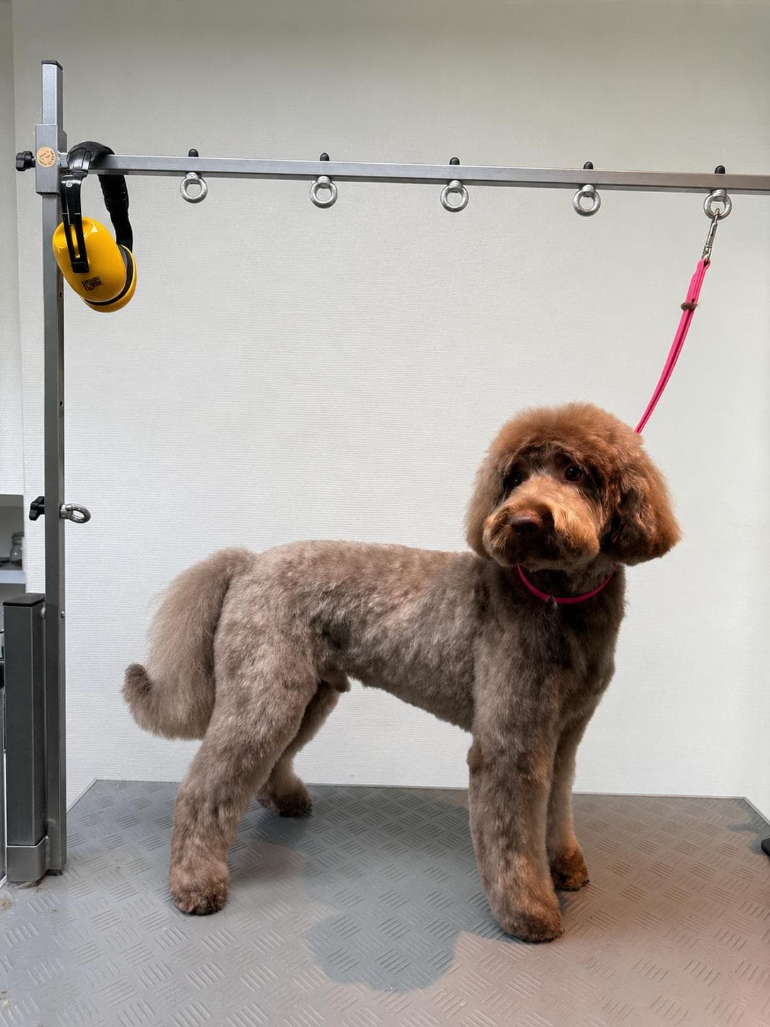 Golden retriever après toilettage professionnel