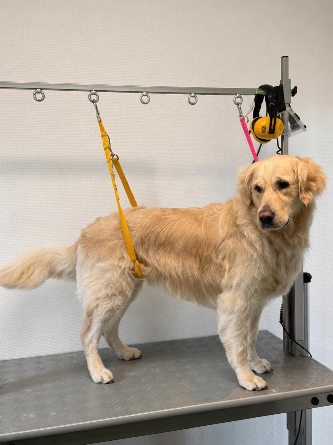 Cocker spaniel après coupe et brossage